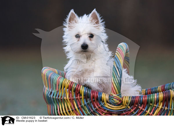 West Highland White Terrier Welpe im Krbchen / Westie puppy in basket / CM-01623