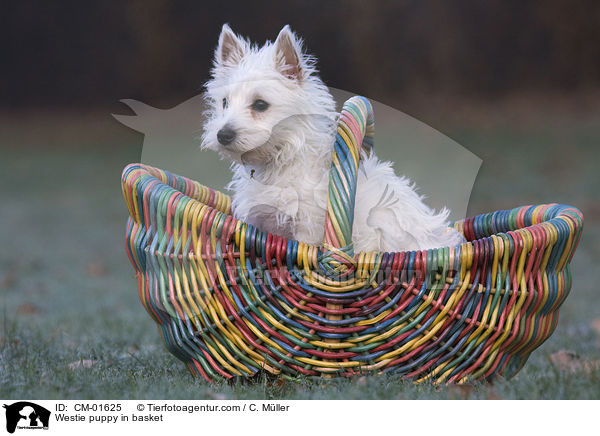West Highland White Terrier Welpe im Krbchen / Westie puppy in basket / CM-01625