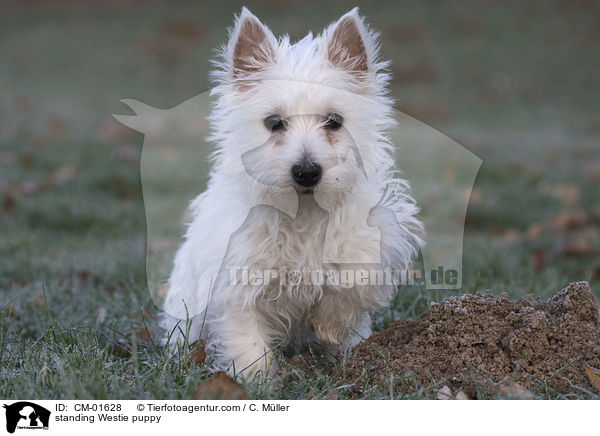 stehender West Highland White Terrier Welpe / standing Westie puppy / CM-01628