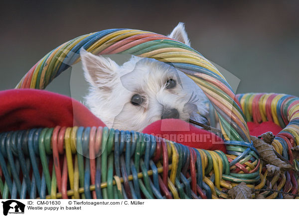 West Highland White Terrier Welpe im Krbchen / Westie puppy in basket / CM-01630