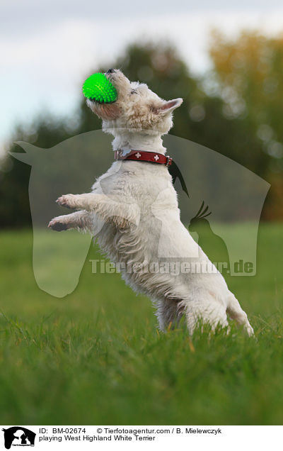spielender West Highland White Terrier / playing West Highland White Terrier / BM-02674