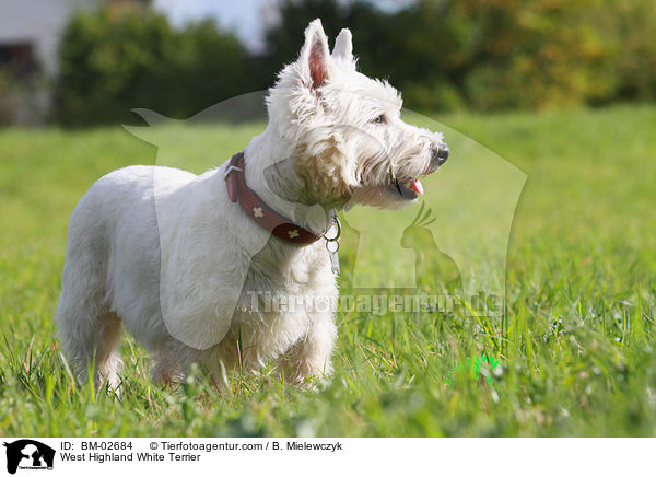 West Highland White Terrier / West Highland White Terrier / BM-02684