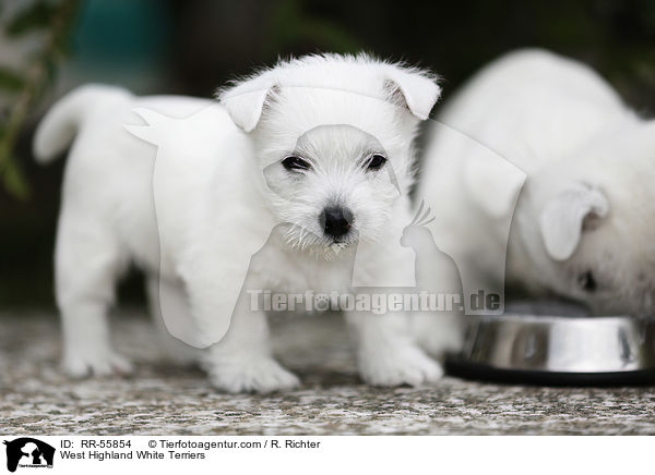 West Highland White Terrier / West Highland White Terriers / RR-55854