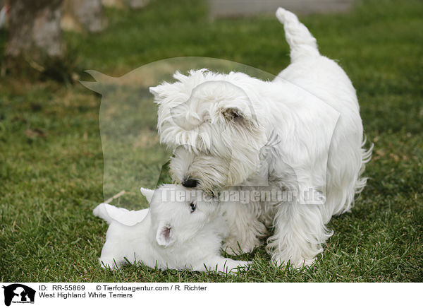 West Highland White Terrier / West Highland White Terriers / RR-55869