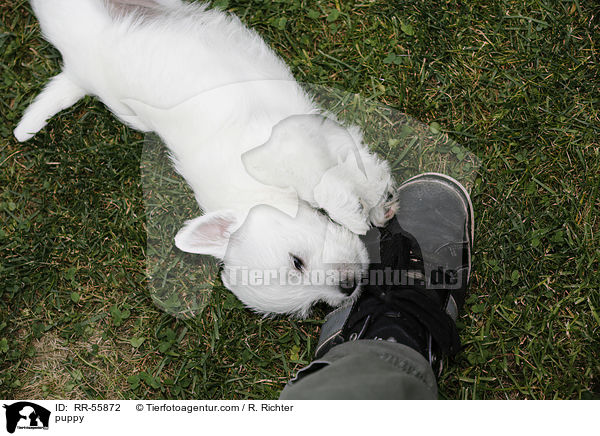 West Highland White Terrier Welpe / puppy / RR-55872