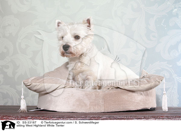 sitting West Highland White Terrier / SS-33187