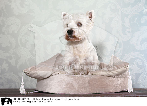 sitting West Highland White Terrier / SS-33188