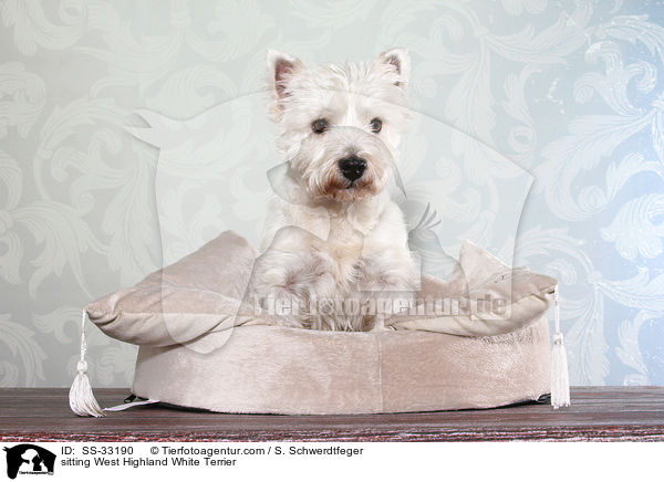 sitting West Highland White Terrier / SS-33190