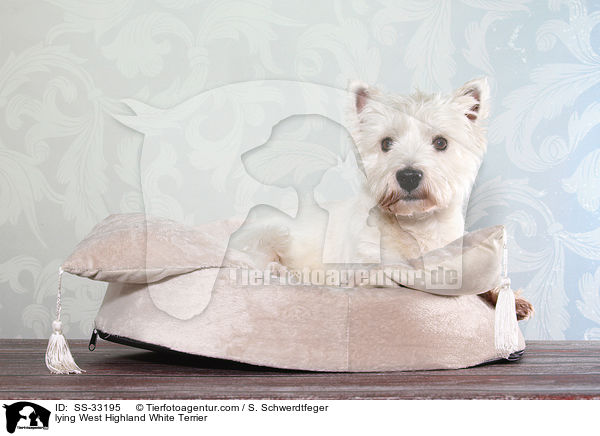 lying West Highland White Terrier / SS-33195