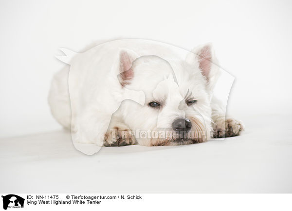 lying West Highland White Terrier / NN-11475