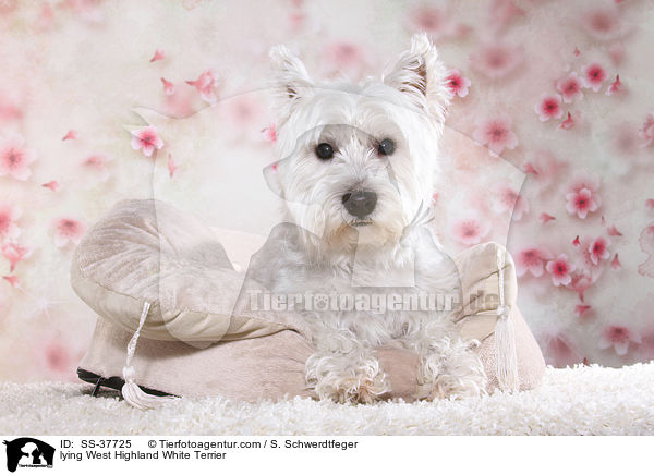 lying West Highland White Terrier / SS-37725