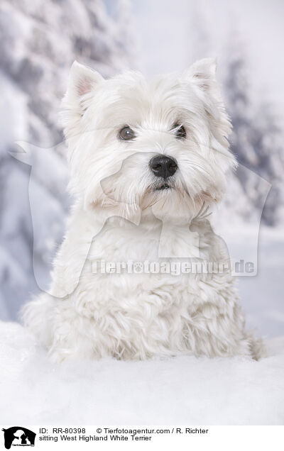 sitting West Highland White Terrier / RR-80398