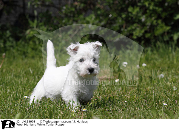 West Highland White Terrier Puppy / JH-23608