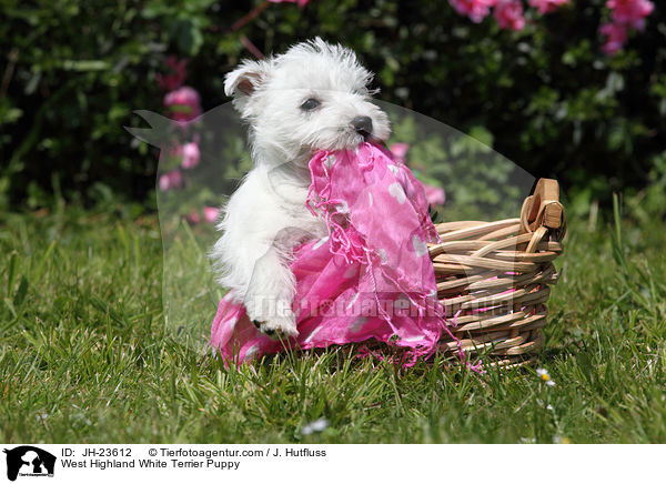 West Highland White Terrier Puppy / JH-23612