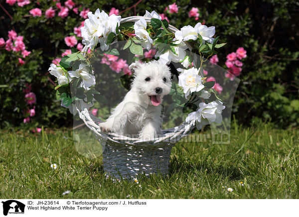 West Highland White Terrier Puppy / JH-23614