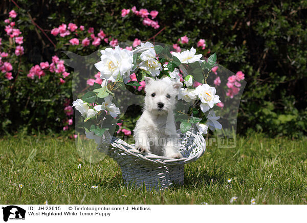 West Highland White Terrier Puppy / JH-23615