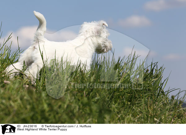 West Highland White Terrier Puppy / JH-23616