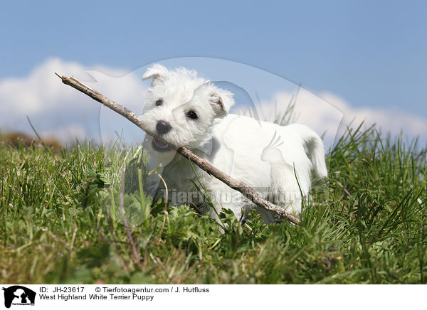 West Highland White Terrier Puppy / JH-23617