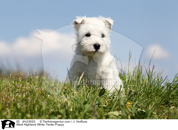 West Highland White Terrier Puppy / JH-23620