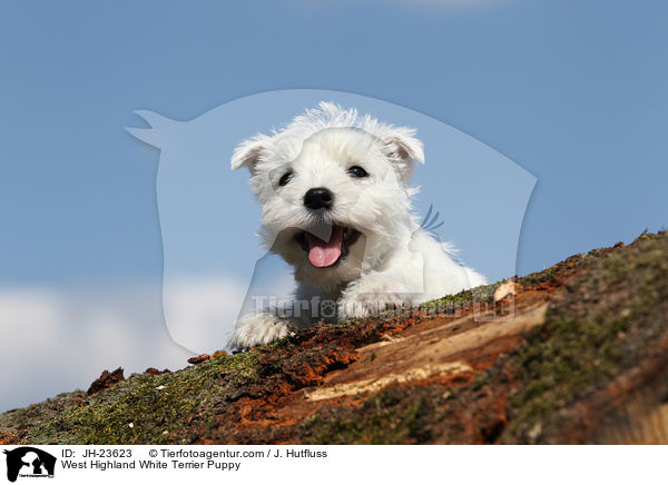 West Highland White Terrier Puppy / JH-23623