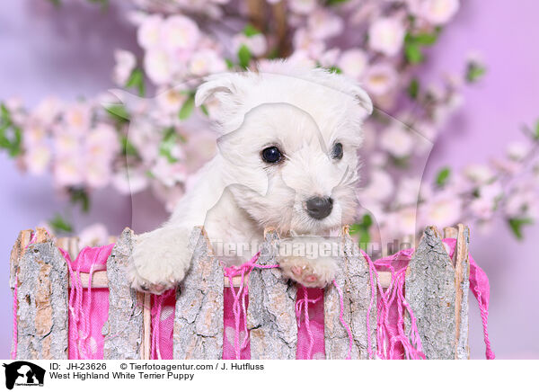 West Highland White Terrier Puppy / JH-23626