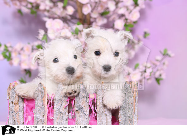 2 West Highland White Terrier Puppies / JH-23628
