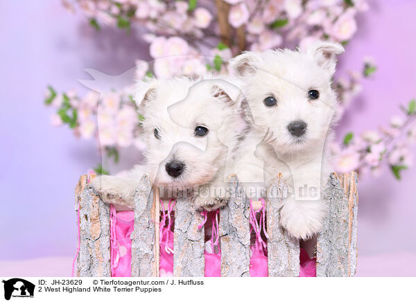 2 West Highland White Terrier Puppies / JH-23629