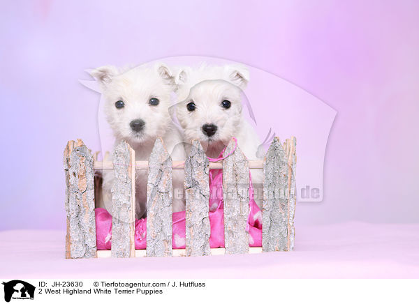 2 West Highland White Terrier Puppies / JH-23630