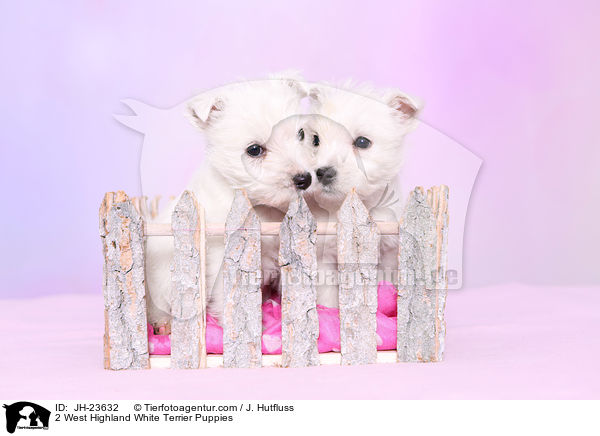 2 West Highland White Terrier Puppies / JH-23632