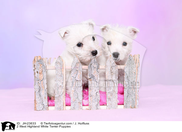 2 West Highland White Terrier Puppies / JH-23633