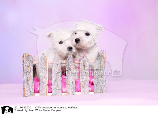 2 West Highland White Terrier Puppies / JH-23635