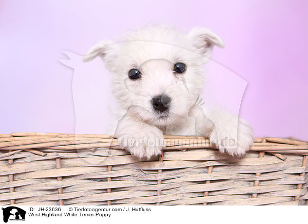 West Highland White Terrier Puppy / JH-23636