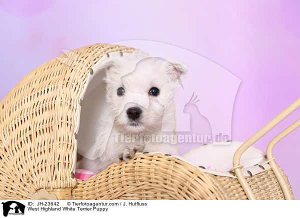 West Highland White Terrier Puppy / JH-23642