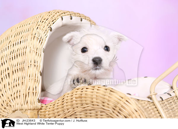 West Highland White Terrier Puppy / JH-23643