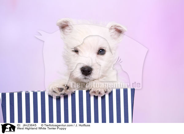 West Highland White Terrier Puppy / JH-23645