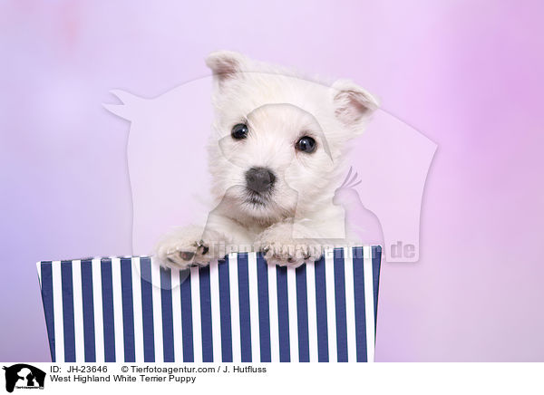 West Highland White Terrier Puppy / JH-23646