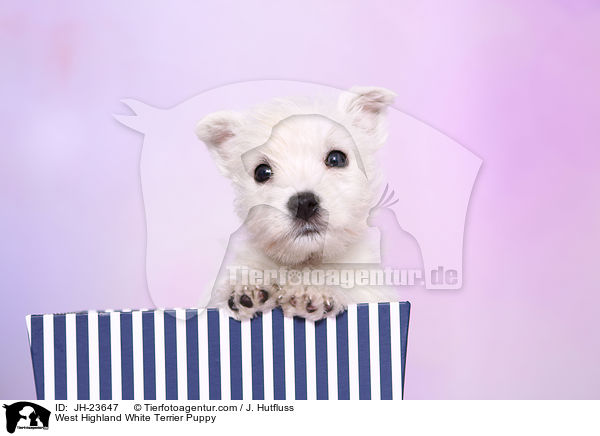 West Highland White Terrier Puppy / JH-23647