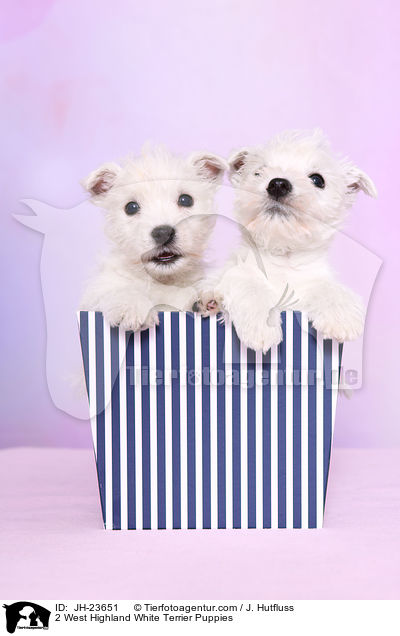 2 West Highland White Terrier Puppies / JH-23651