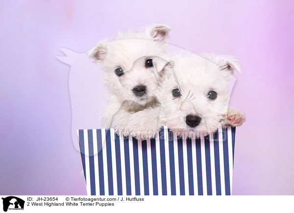 2 West Highland White Terrier Puppies / JH-23654