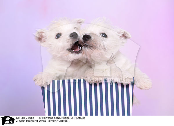 2 West Highland White Terrier Puppies / JH-23655