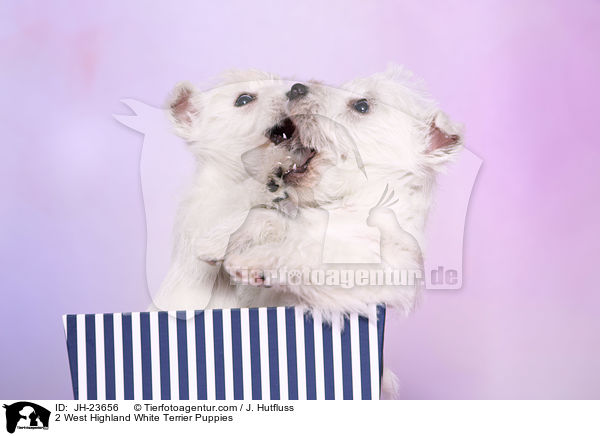 2 West Highland White Terrier Puppies / JH-23656