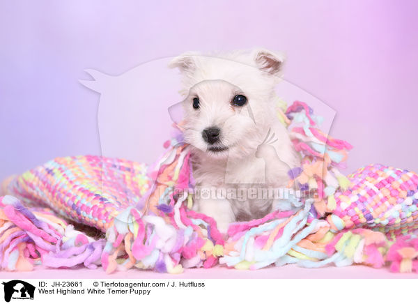West Highland White Terrier Puppy / JH-23661