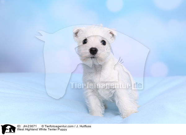 West Highland White Terrier Puppy / JH-23671