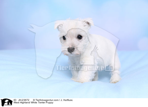 West Highland White Terrier Puppy / JH-23672