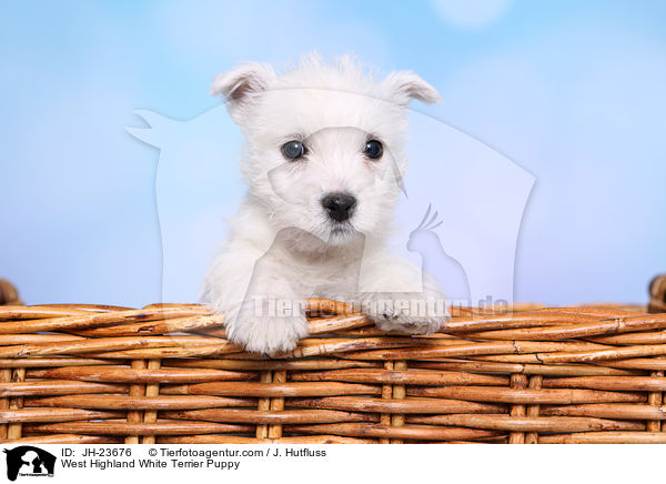 West Highland White Terrier Puppy / JH-23676