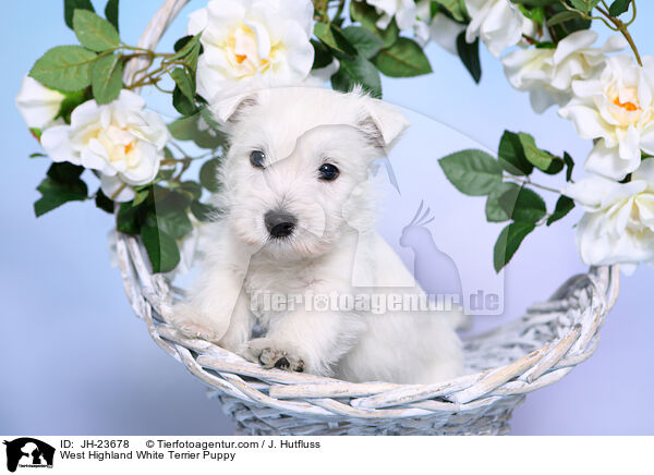 West Highland White Terrier Puppy / JH-23678