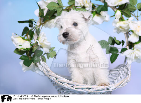 West Highland White Terrier Puppy / JH-23679