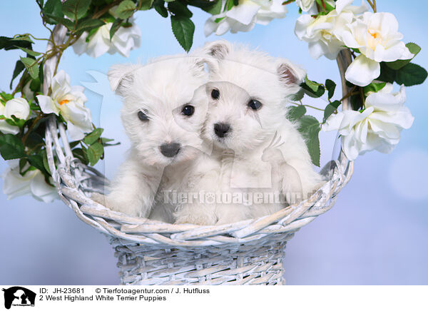 2 West Highland White Terrier Puppies / JH-23681