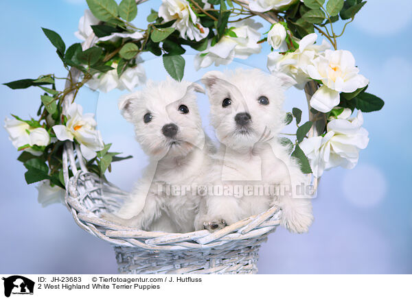 2 West Highland White Terrier Puppies / JH-23683