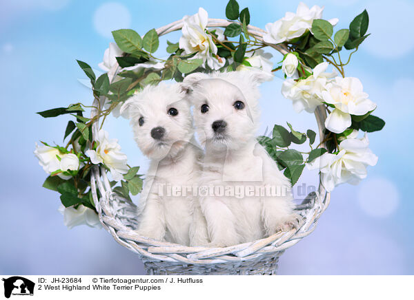 2 West Highland White Terrier Puppies / JH-23684